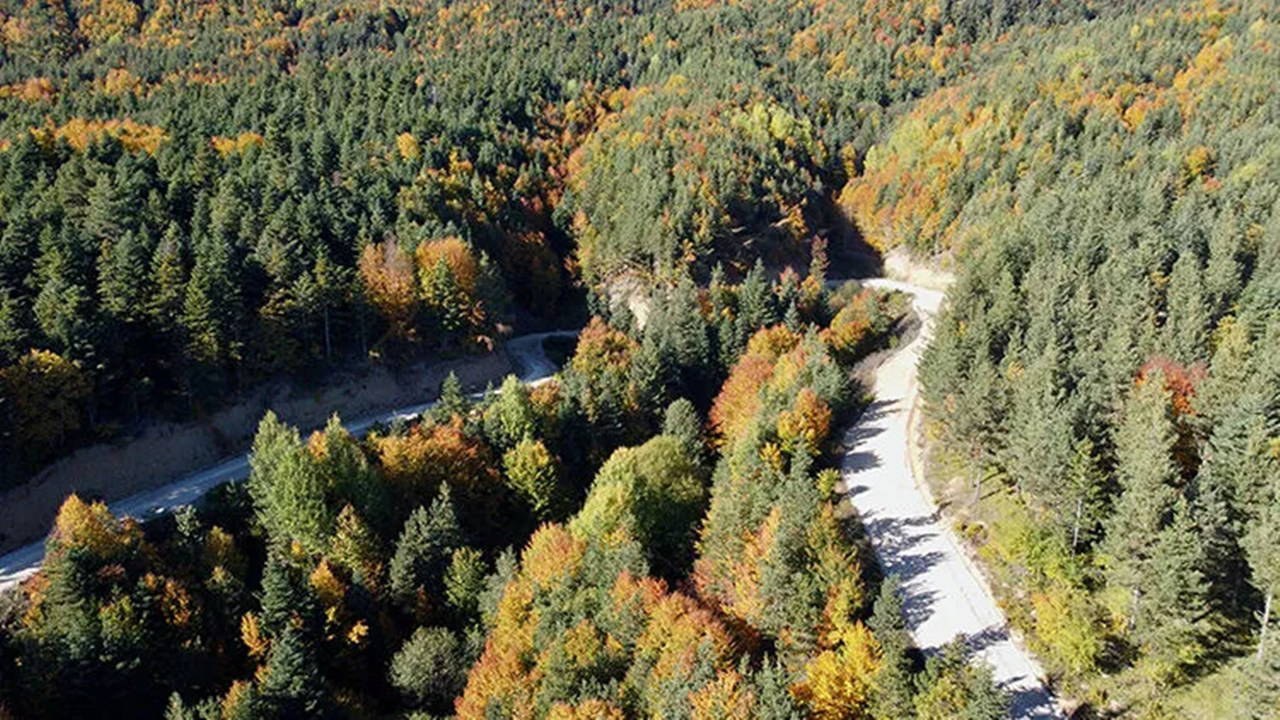Bolu'da Orman Yangını Tehlikesine Karşı Kritik Uyarı